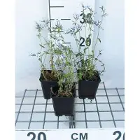 GRDplanten 6 x Phlox divar. 'Clouds of Perfume' - Fleur de flamme - Pot 9 x 9 cm