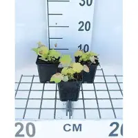 GRDplanten 6 x Heuchera hybr. 'Citronelle' - Luzule pourpre - Pot 9 x 9 cm