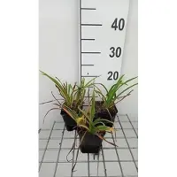 GRDplanten 6 x Hemerocallis hybr. 'Pardon Me' - hémérocalle - pot 9 x 9 cm