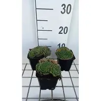 GRDplanten 6 x Sempervivum grandiflorum - House Root - pot 9 x 9 cm