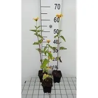 GRDplanten 6 x Heliopsis hel. 'Summer Sun' - Heliopsis - Pot 9 x 9 cm