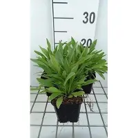 GRDplanten 6 x Coreopsis lanc. sterntaler' - Oeil de fille - Pot 9 x 9 cm