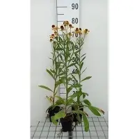 GRDplanten 6 x Helenuim hybr. 'Wesergold' - Sonnenbraut - Topf 9 x 9 cm