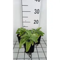 GRDplanten 6 x Salvia vert. 'Alba' - Mousse étoilée - pot 9 x 9 cm