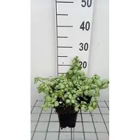 GRDplanten 6 x Lamium mac. 'White Nancy' - Ortie morte - Pot 9 x 9 cm
