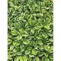 GRDplanten 6 x Hosta hybr. 'Brim Cup' - Hosta - pot 9 x 9 cm