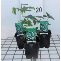 GRDplanten 6 x Helleborus or. 'White Lady' - Lenzrose - pot 9 x 9 cm