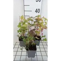 GRDplanten 6 x Monarda didyma - ortie indienne - pot 9 x 9 cm