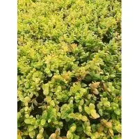 GRDplanten 6 x Polygonatum humile - Sceau de Salomon - pot 9 x 9 cm