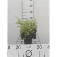 GRDplanten 6 x Polystichum setiferum - Fougère bouclier souple - pot 9 x 9 cm