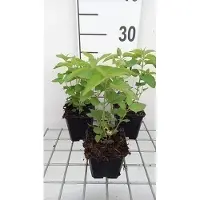 GRDplanten 6 x Monarda hybr. 'Elsie's Lavender' - ortie indienne - pot 9 x 9 cm