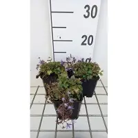 GRDplanten 6 x Campanula posch. 'Stella' - Menthe de montagne - pot 9 x 9 cm