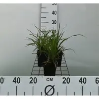 GRDplanten 6 x Carex morrowii - Laîche du Japon - Pot 9 x 9 cm