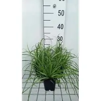 GRDplanten 6 x Carex flava - Laîche - Pot 9x9 cm