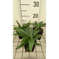 GRDplanten 6 x Gentiana dahurica - Gentiane hirondelle - pot 9 x 9 cm