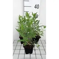 GRDplanten 6 x Lythrum sal. blush' - salicaire - pot 9 x 9 cm