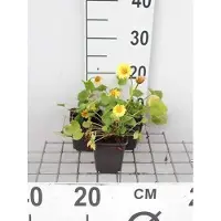 GRDplanten 6 x Oriental Doronicum - Doronicum - Topf 9 x 9 cm