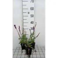 GRDplanten 6 x Salvia nem. 'Lubeca' - Mousse étoilée - pot 9 x 9 cm