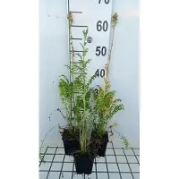 GRDplanten 6 x Polemonium caer. 'Album' - Echelle de Jacob - pot 9 x 9 cm