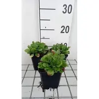 GRDplanten 6 x Gypsophila cerastioides - Gypsophila - pot 9 x 9 cm