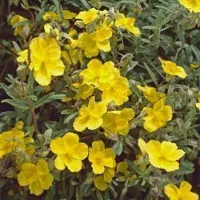 GRDplanten 6 x Helianthemum hybr. 'Golden Queen' - Hélianthème - Pot 9 x 9 cm