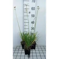 GRDplanten 6 x Tulbaghia viol. 'Alba' - Tulbaghia - pot 9 x 9 cm