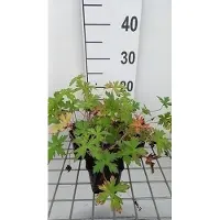 GRDplanten 6 x Geranium oxon. 'Rose Clair' - Storchenschnabel - Topf 9 x 9 cm