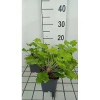 GRDplanten 6 x Heuchera hybr. 'Lime Rickey' - Campanule pourpre - pot 9 x 9 cm