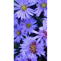 GRDplanten 6 x Aster dum. 'Lady In Blue' - Aster d'automne - Pot 9 x 9 cm