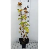 GRDplanten 6 x Heliopsis hel. 'Mars' - Heliopsis - Pot 9 x 9 cm