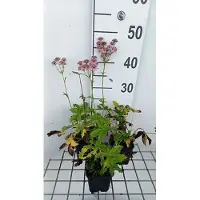 GRDplanten 6 x Astrantia major 'Rosea' - Ombelle étoilée - Pot 9 x 9 cm