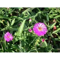 GRDplanten 6 x Aster dum. anneke' - Aster d'automne - Pot 9 x 9 cm