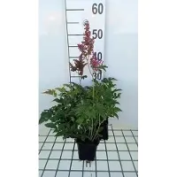 GRDplanten 6 x Astilbe (j) 'Red Sentinel' - Astilbe - pot 9 x 9 cm