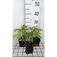 GRDplanten 6 x Filipendula palm. 'Nana' - Reine des prés - pot 9 x 9 cm