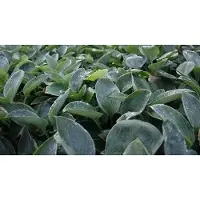 GRDplanten 6 x Hosta hybr. 'Blue Mammoth' - Hosta - pot 9 x 9 cm