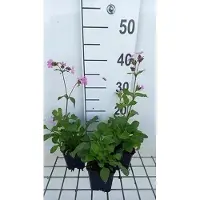 GRDplanten 6 x Silene dioica - Silene - pot 9 x 9 cm