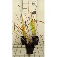 GRDplanten 6 x Iris sib. 'Sparkling Rose' - Iris - pot 9 x 9 cm