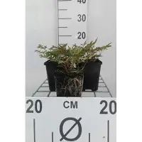 GRDplanten 6 x Astilbe (s) 'Hennie Graafland' - Prachtspiere - Topf 9 x 9 cm