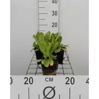 GRDplanten 6 x Primula dent. ruby' - Onagre - Pot 9 x 9 cm