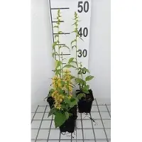 GRDplanten 6 x Solidago flex. variegata' - Verge d'or - Pot 9 x 9 cm