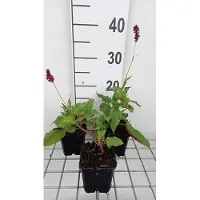 GRDplanten 6 x Persicaria ampl. 'Red Baron' - Renouée à bougies - pot 9 x 9 cm