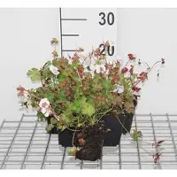 GRDplanten 6 x Géranium cant. ola' - Bec de cigogne- Pot 9 x 9 cm