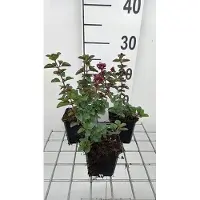 GRDplanten 6 x Origanum hybr. 'Rose dome' - Origan - pot 9 x 9 cm