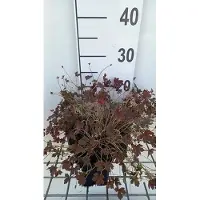 GRDplanten 6 x Geranium oxon. 'Sanne' - Bec de cigogne- Pot 9 x 9 cm