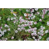 GRDplanten 6 x Aster lateriflorus 'Horizontalis' - Aster d'automne - Pot 9 x 9 cm