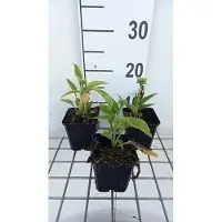 GRDplanten 6 x Echinacea purp. mellow Yellows' - Sonnenhut - Topf 9 x 9 cm