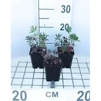 GRDplanten 6 x Lupinus hybr. 'Gallery Pink' - Lupin - pot 9 x 9 cm