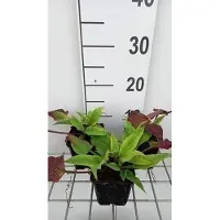 GRDplanten 6 x Persicaria ampl. 'Alba Junior' - Renouée bougie - pot 9 x 9 cm