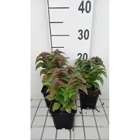 GRDplanten 6 x Monarda hybr. 'Petite delight' - ortie indienne - pot 9 x 9 cm