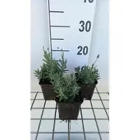 GRDplanten 6 x Lavandula ang. essence Purple' - Lavande - Pot 9 x 9 cm